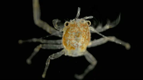 Young crab under a microscope Stock Footage 116485809