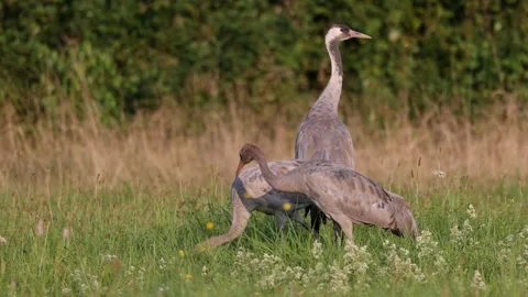 Young crane cleaning feathers, 4K Stock Footage 168762958