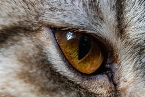 Young crazy surprised cat make big eyes closeup. American shorthair surprised Stock Photos