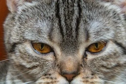 Young crazy surprised cat make big eyes closeup. American shorthair surprised Stock Photos