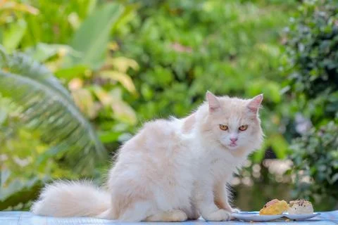 Young cream tabby cat eats sweet cake on the table at home Foto stock