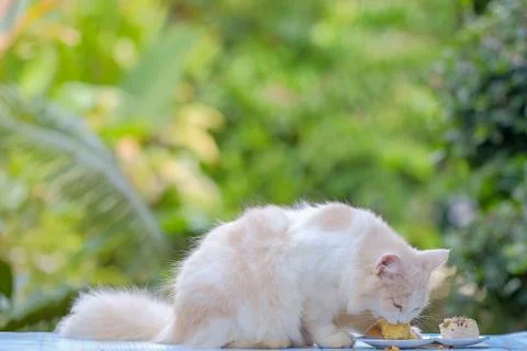 Young cream tabby cat eats sweet cake on the table at home Stock Photos