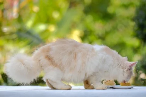 Young cream tabby cat eats sweet cake on the table at home Stock Photos