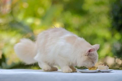 Young cream tabby cat eats sweet cake on the table at home Stock Photos