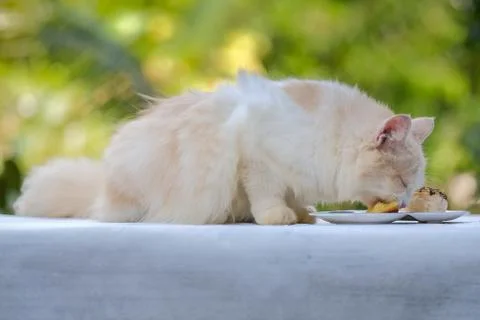 Young cream tabby cat eats sweet cake on the table at home Stock Photos