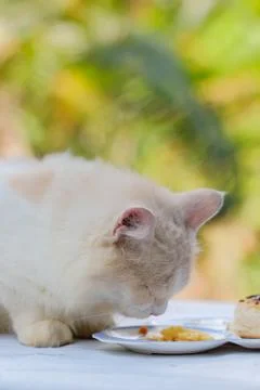 Young cream tabby cat eats sweet cake on the table at home Stock Photos