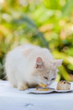 Young cream tabby cat eats sweet cake on the table at home Stock Photos