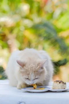 Young cream tabby cat eats sweet cake on the table at home Stock Photos