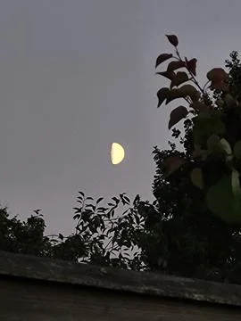 Young crescent moon in evening sky near tree branches Stock Photos