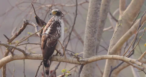 Young Crested Serpent Eagle with non adult morph in morning light Stock Footage 339755605