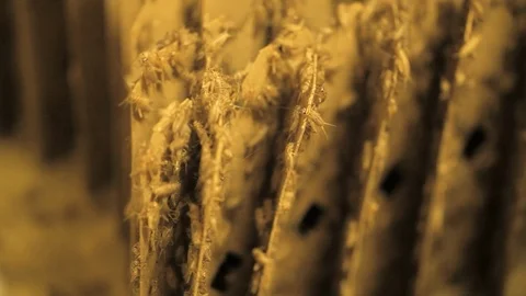 Young crickets crawling on cardboard Stock Footage 99049339