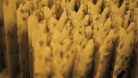 Young crickets crawling on cardboard Stock Footage 99049375