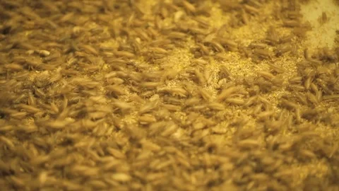 Young crickets crawling on the husk Stock Footage 99049302