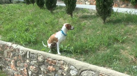 Young crippled dog Stock Footage 45315712