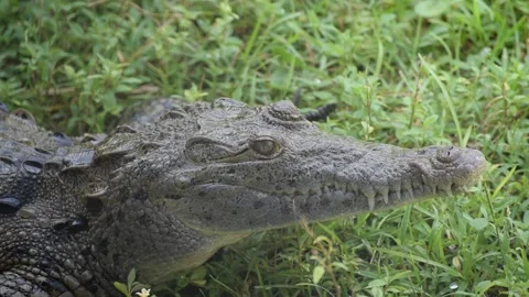 Young Crocodile Video stock 218404182