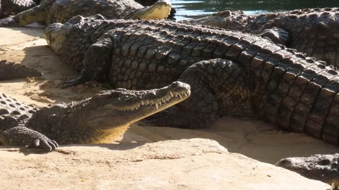 Young Crocodile Stock Footage 261933522