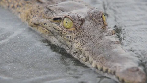 Young crocodile looking at the camera Stock Footage 70833665