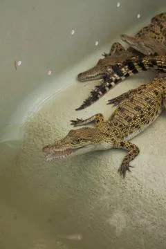 Young crocodile Stock Photos