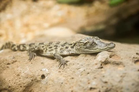 Young crocodile Stock Photos