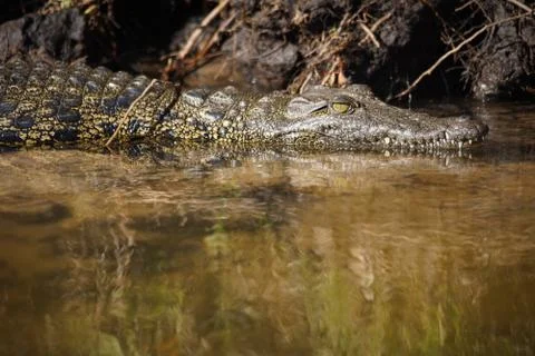 Young crocodile Foto stock