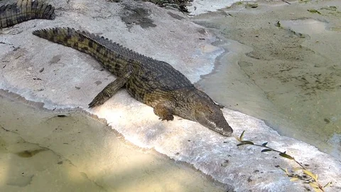 Young crocodile sleeps. Stock Footage 82264945