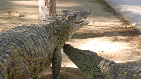 Young Crocodiles Stock Footage 261933560