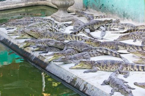 Young crocodiles resting Stock Photos
