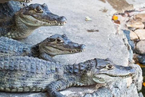 Young crocodiles resting Stock Photos