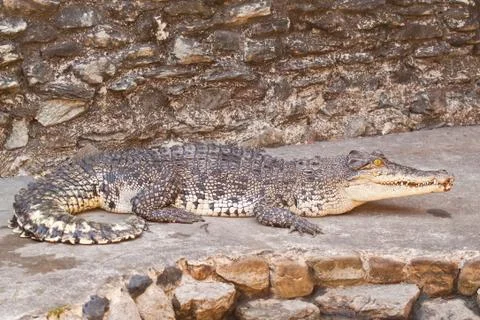 Young crocodiles resting Stock Photos