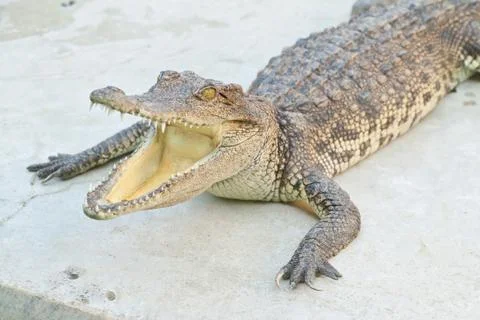 Young crocodiles resting 스톡 사진