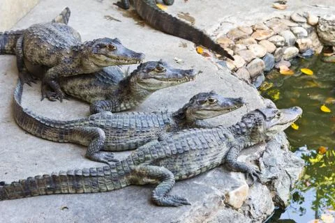Young crocodiles watching Stock Photos