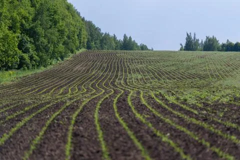 Young crop rows across rolling field with tree line in background Foto stock