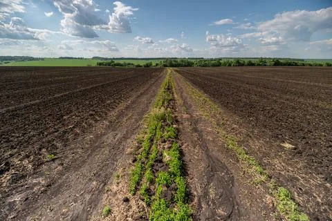 Young crop rows emerging across freshly tilled farmland under a blue sky Stock Photos