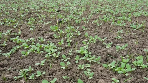 Young Crop Seedlings Emerging in Soil Field Stock-Footage 329401990