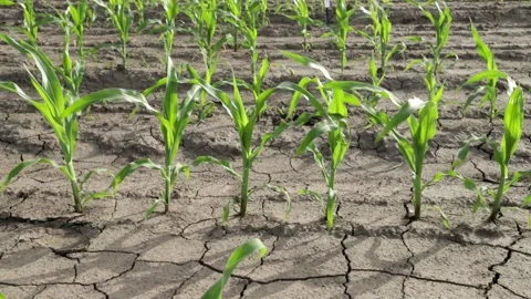 Young crops of corn on dry terrain Vídeo Stock 158386737