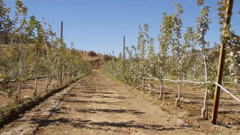 Young crops in farm field rows by base of hill. Assisted growth by wire trell Stock Footage 112891499