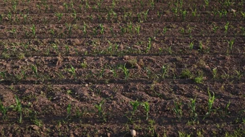 Young crops in farmland Stock-Footage 337941667