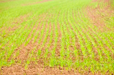 Young crops Stock Photos