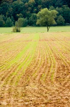 Young crops Stock Photos