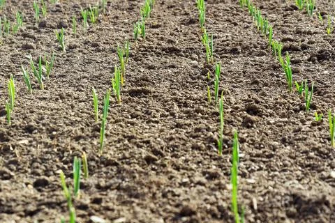 Young crops spring up from the earth Foto stock