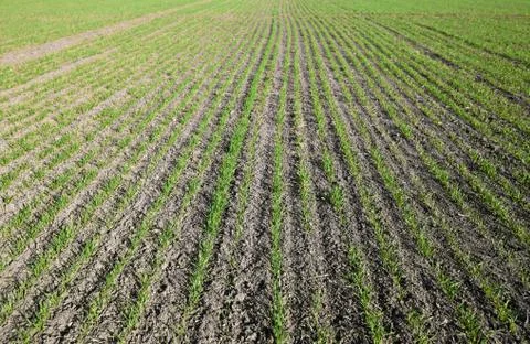 Young Crops Texture Foto stock