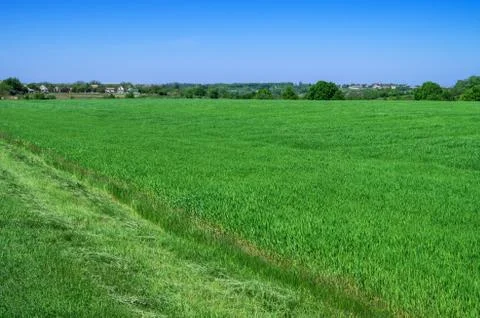 Young crops of wheat Stock Photos