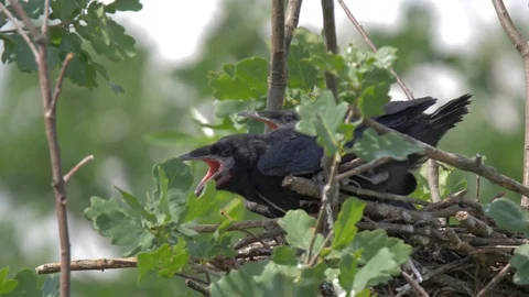 Young crow chicks in their nests Stock Footage 91771122
