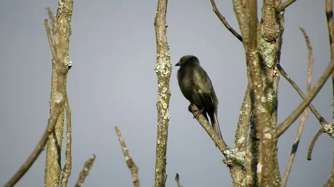 Young Crow Perched on Branch - Animated Wildlife Clip Stock Footage 307466786