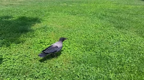 Young crow walking on the grass Stock Footage 68750592