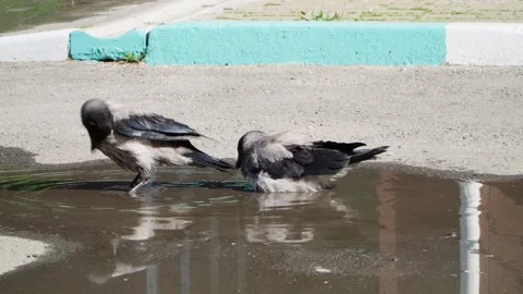 Young crows bathe in a puddle in the summer heat. Birds in the park. Stock Footage 243342103