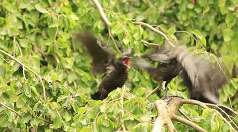 Young crows waiting her mom Video stock 24617809