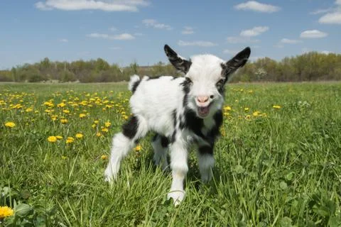 Young crying goat on the field looking at the camera Stock Photos