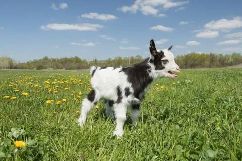 Young crying goat on the field Stock Photos