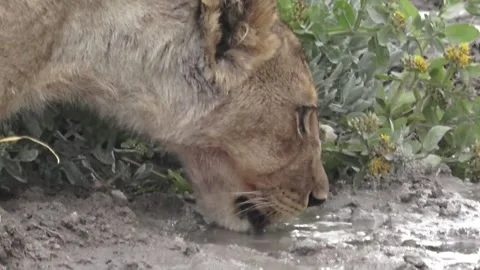 Young cub drinks; tight on head — Part 10 Stock Footage 320354579